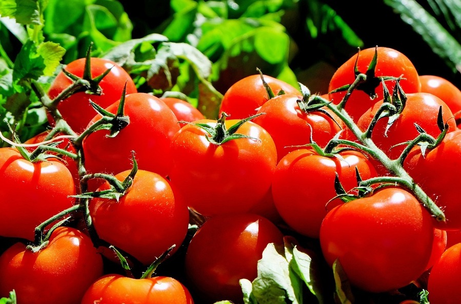 Så får du dina tomater att mogna snabbare - 5 praktiska tips